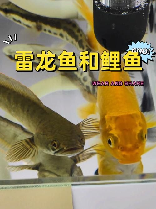 招財魚可以和雷龍魚混養(yǎng)嗎圖片欣賞