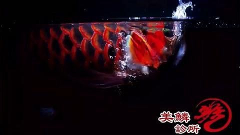 低水位養(yǎng)龍魚需要多大的魚缸？