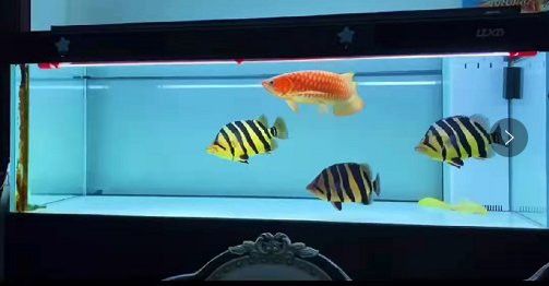 低水位養(yǎng)龍魚需要多大的魚缸？