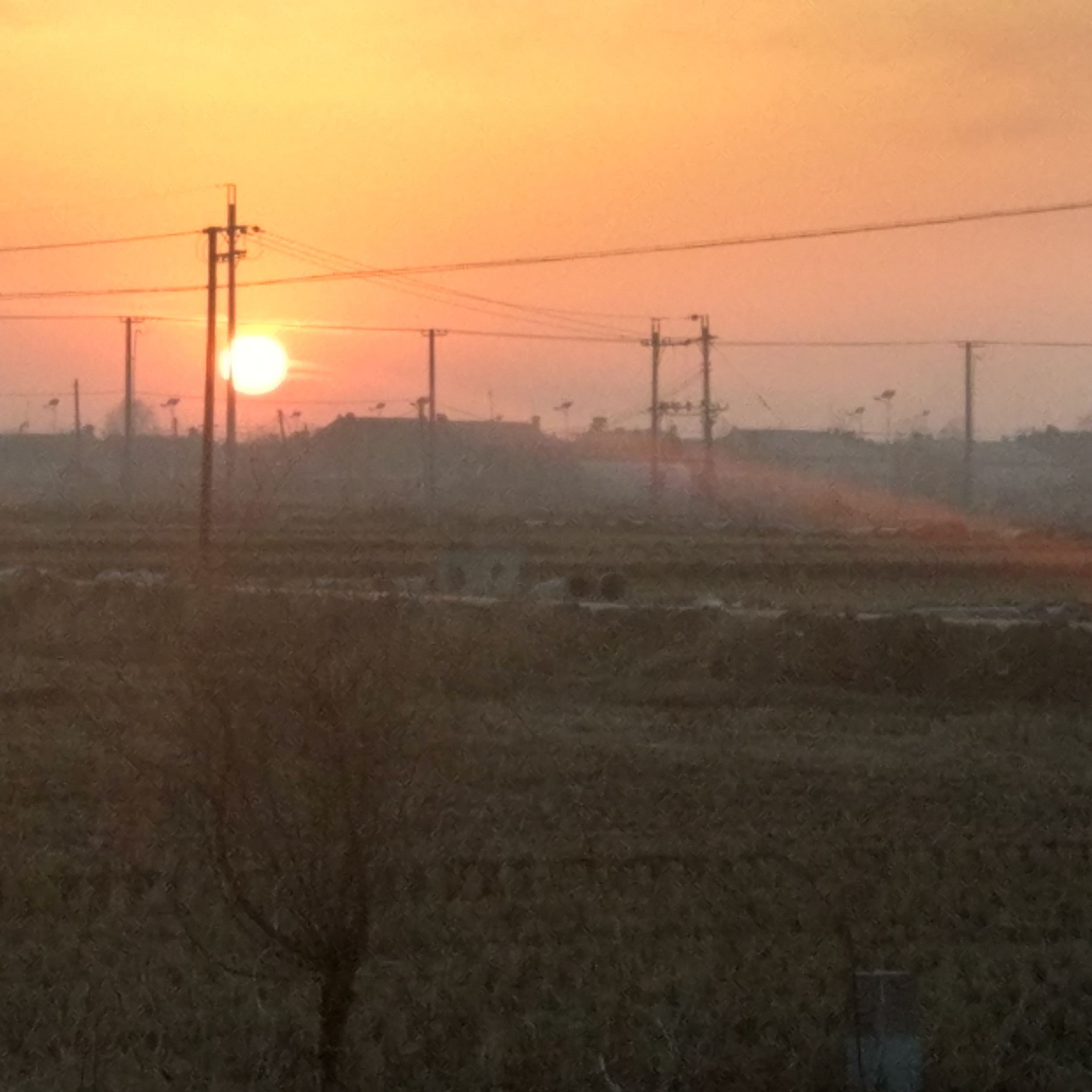 龍魚鰓蓋上有好多小洞