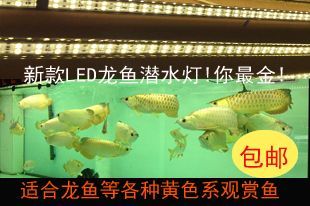 觀賞魚LED燈色溫選擇指南：關(guān)于觀賞魚led燈的色溫選擇的詳細(xì)指南