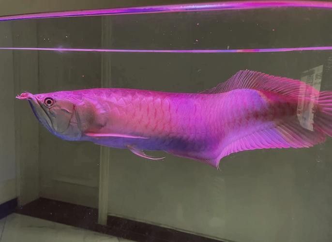 銀龍魚長大后圖片欣賞