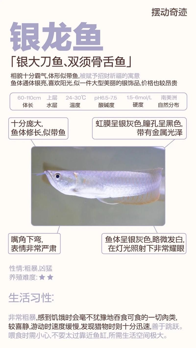 銀龍魚長大后圖片欣賞