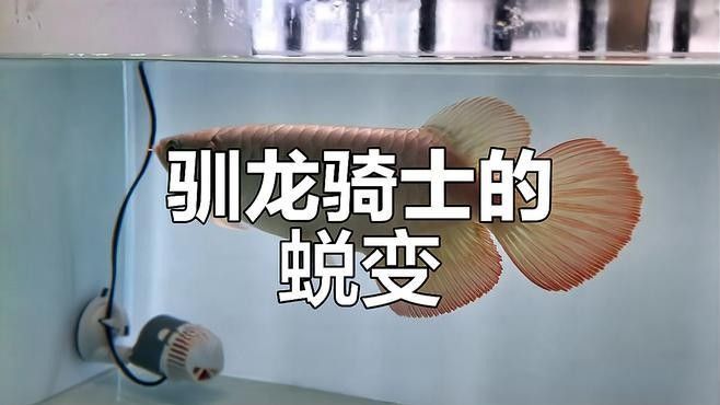銀龍魚長大后圖片欣賞