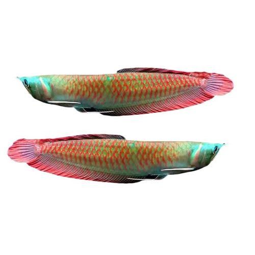 在印尼買龍魚便宜嗎多少錢一條