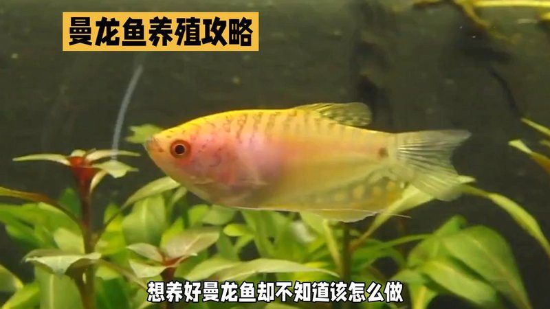 如何判斷BTL紅龍魚的品相？