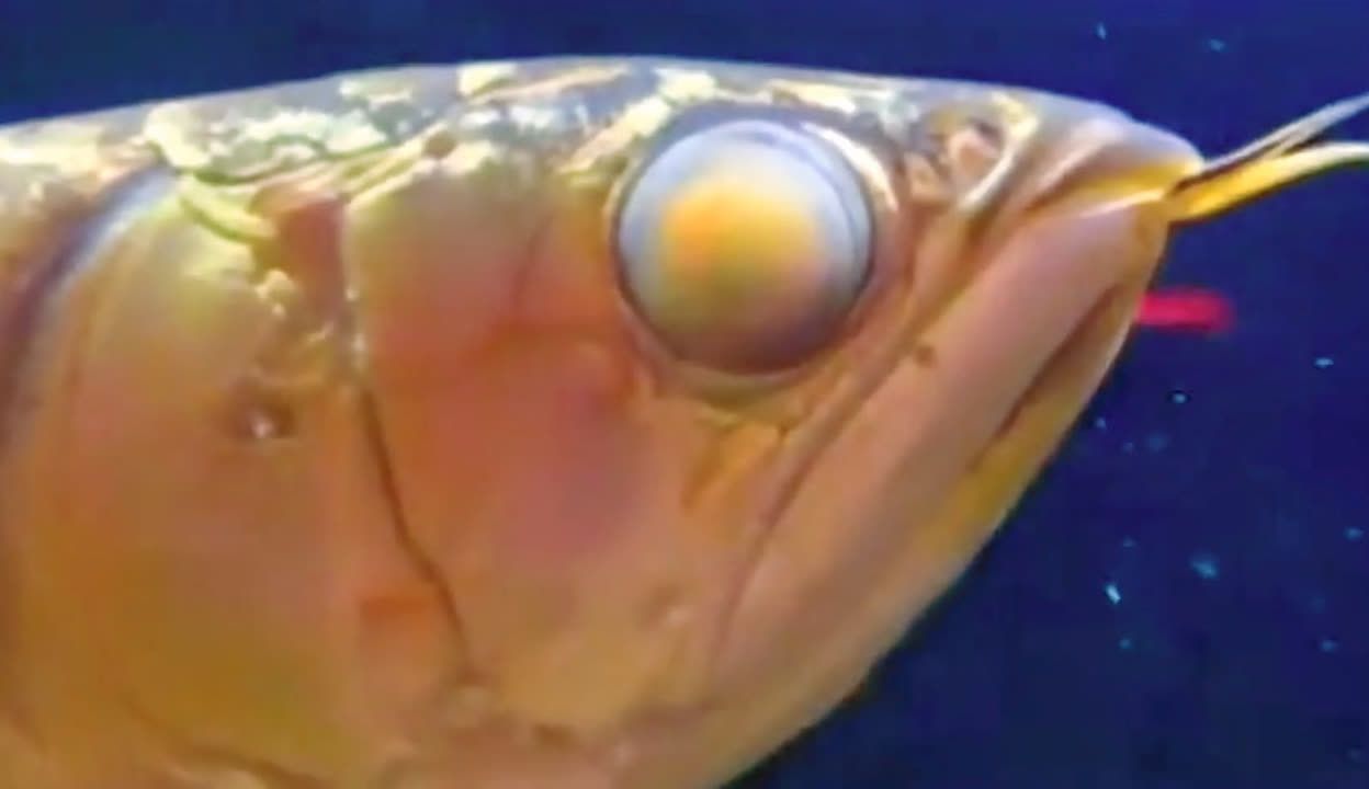 龍魚掉眼怎么做手術：龍魚掉眼手術后的護理要點龍魚掉眼手術后的護理要點