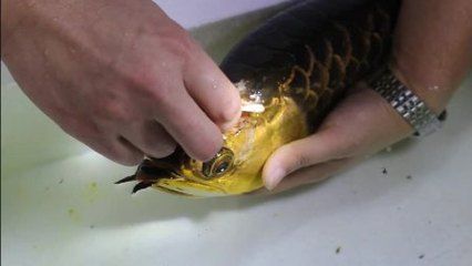 龍魚掉眼怎么做手術：龍魚掉眼手術后的護理要點龍魚掉眼手術后的護理要點
