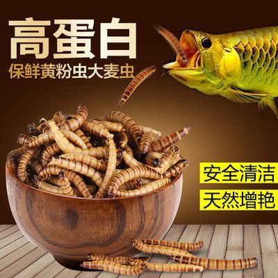 龍魚是否能吃大麥蟲的食物，為什么不能吃大麥蟲的食物：龍魚為什么不能吃大麥蟲的東西？