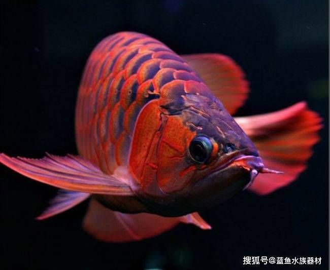 橙色紅龍魚：橙紅龍魚飼養(yǎng)注意事項,