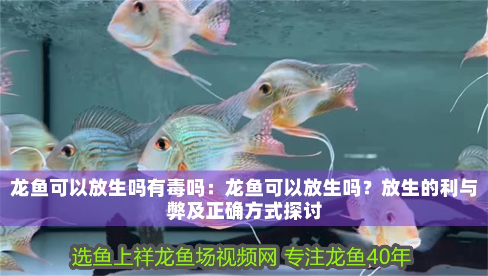 龍魚可以放生嗎有毒嗎：龍魚可以放生嗎？放生的利與弊及正確方式探討