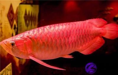 養紅龍魚側燈擺放位置：養紅龍魚側燈的擺放位置