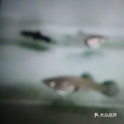 西寧龍魚在哪買好