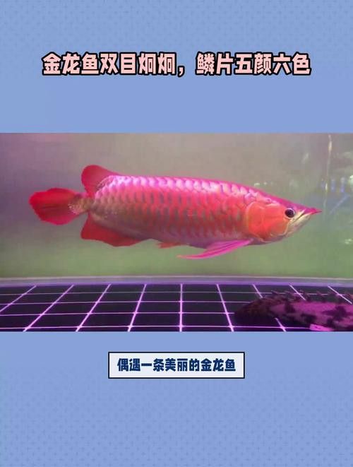 如何辨別金龍魚品種的真偽？