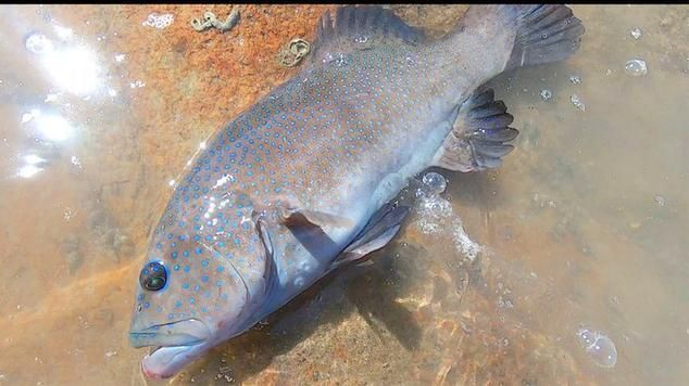 藍(lán)星石斑魚圖片