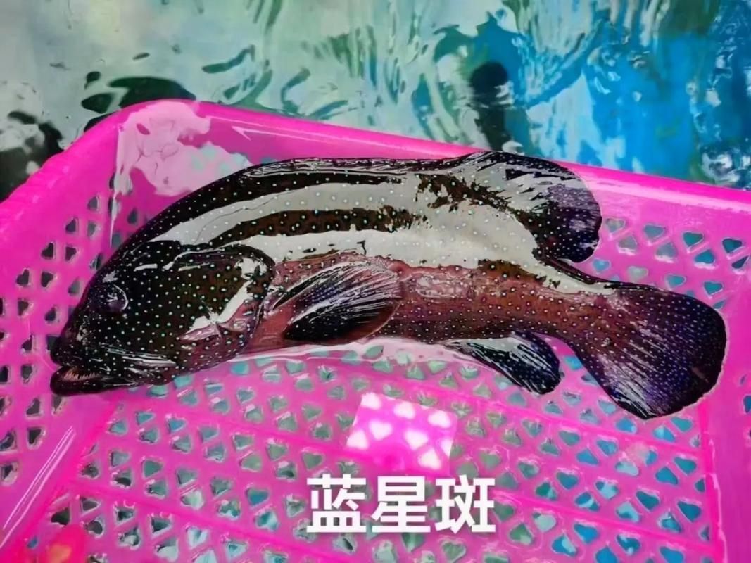 藍(lán)星石斑魚圖片