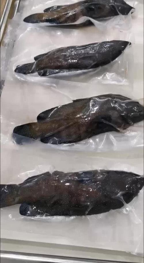 藍(lán)星石斑魚圖片