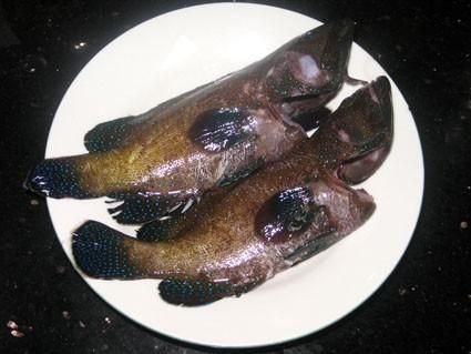 藍(lán)星石斑魚圖片