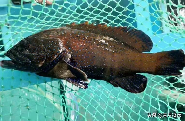 藍(lán)星石斑魚圖片