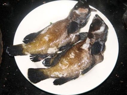 藍(lán)星石斑魚圖片