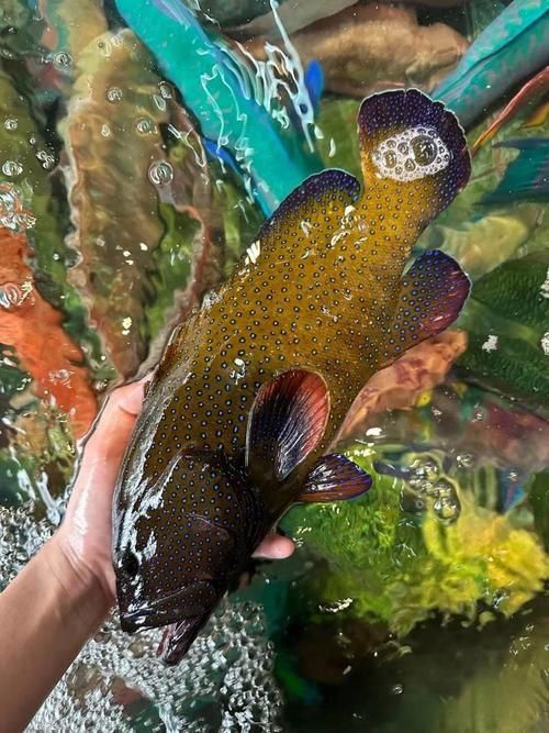 藍(lán)星石斑魚圖片