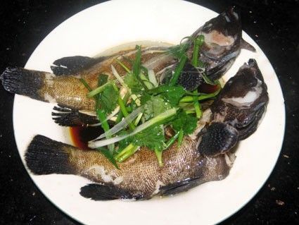藍(lán)星石斑魚圖片
