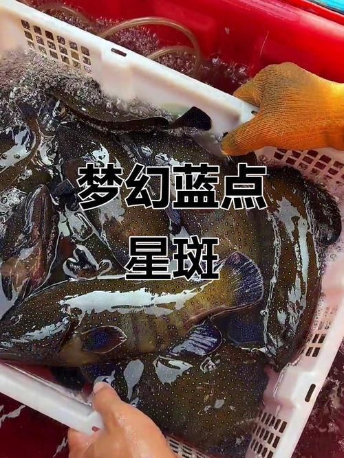藍(lán)星石斑魚圖片