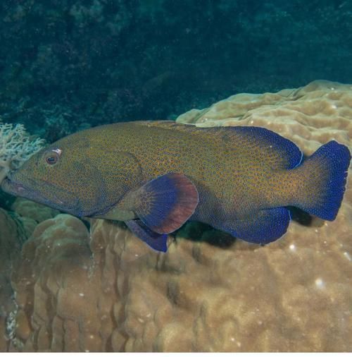 藍(lán)星石斑魚圖片