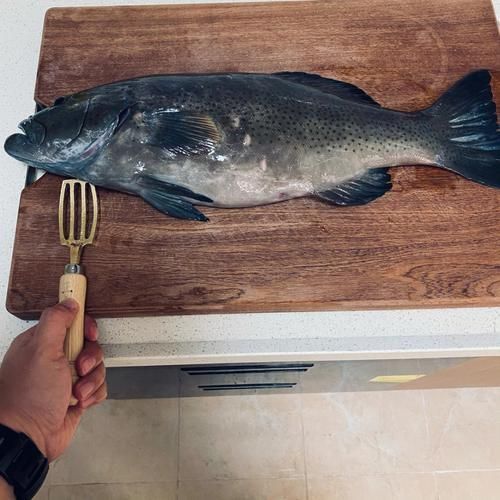 藍(lán)星石斑魚圖片