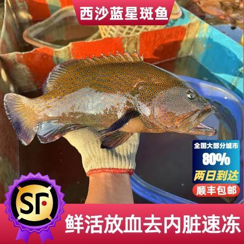 藍(lán)星石斑魚圖片