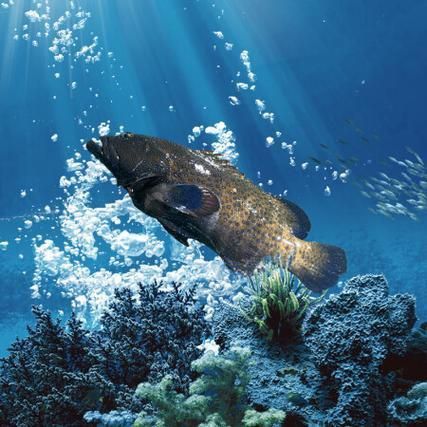 藍(lán)星石斑魚圖片