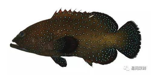 藍(lán)星石斑魚圖片