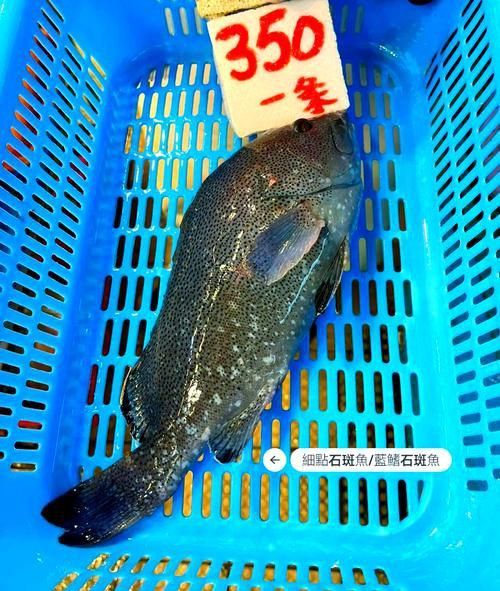藍(lán)星石斑魚圖片