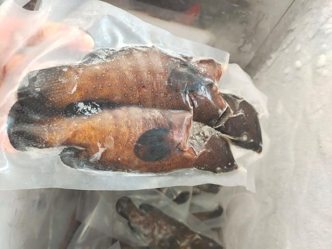 藍(lán)星石斑魚圖片