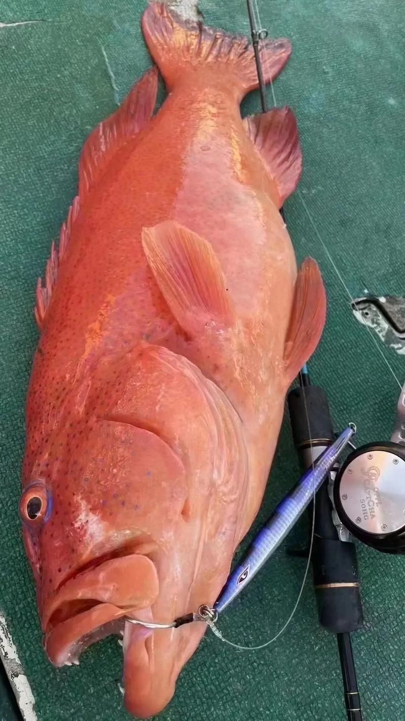 藍(lán)星石斑魚圖片