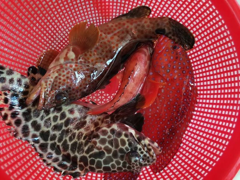 藍(lán)星石斑魚圖片