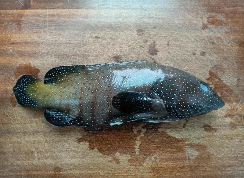 藍(lán)星石斑魚圖片