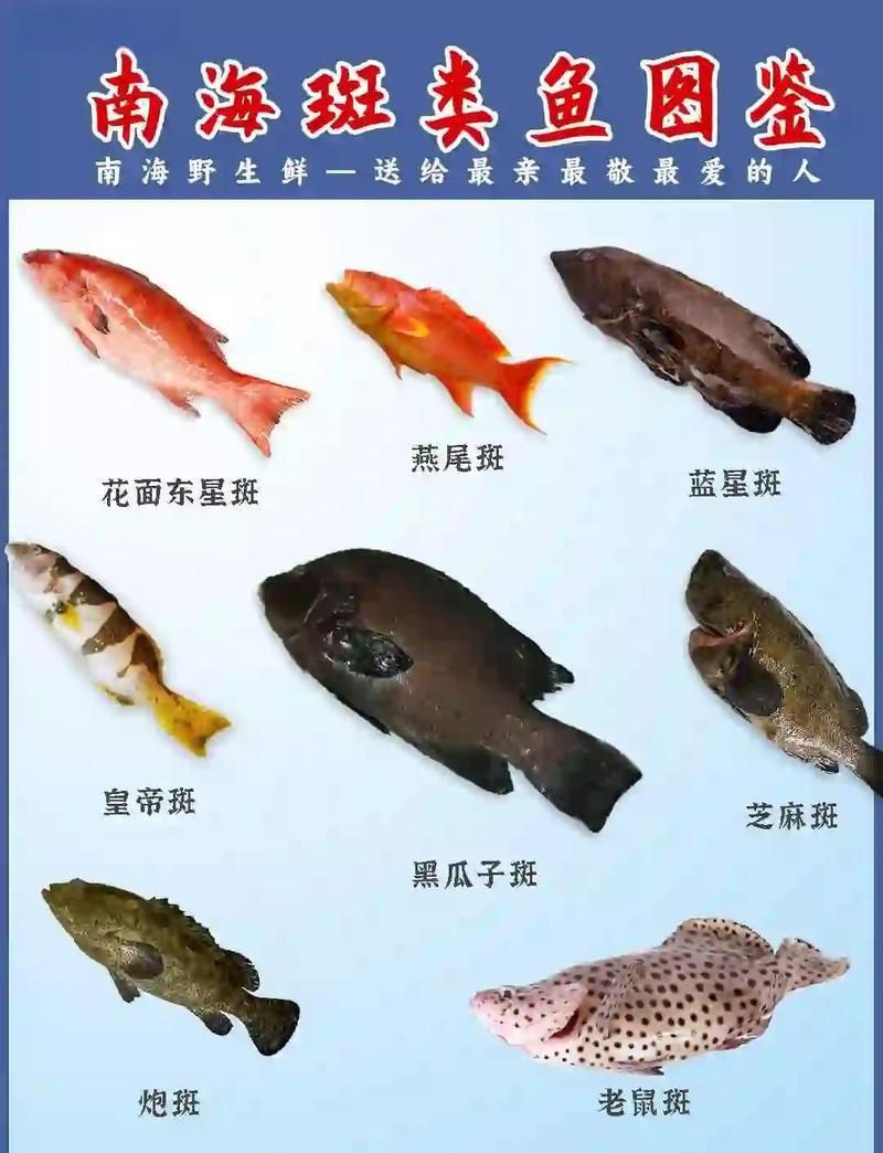 藍(lán)星石斑魚圖片
