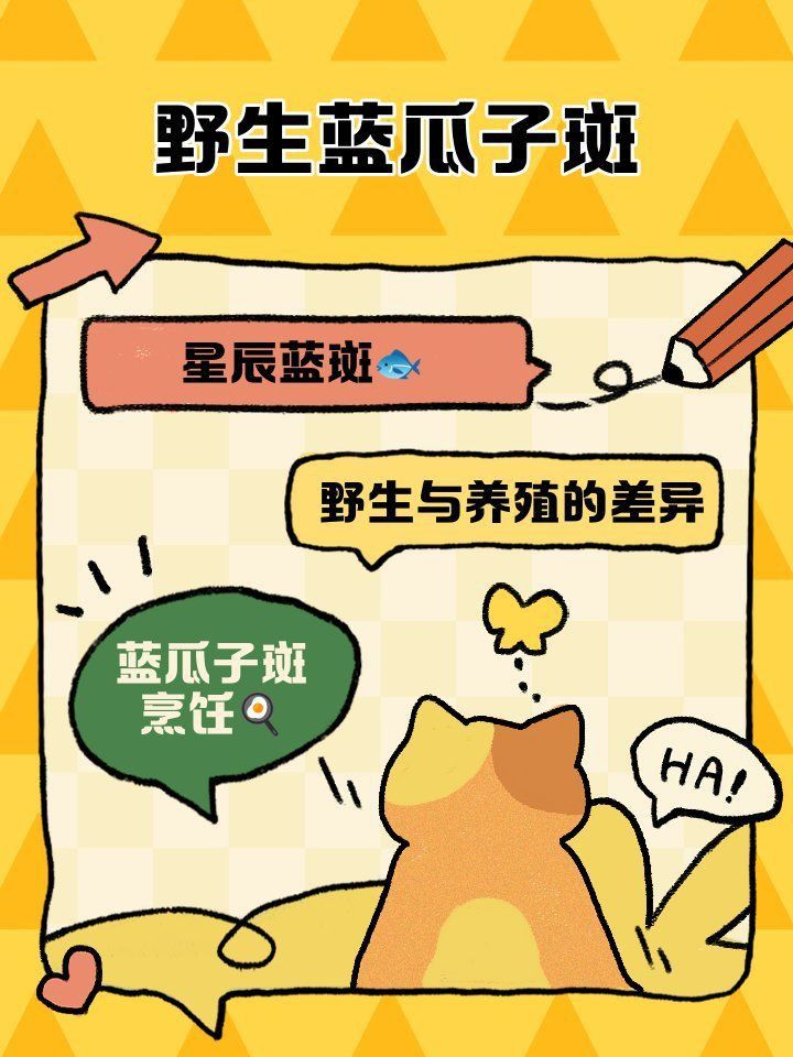 藍(lán)星石斑魚圖片
