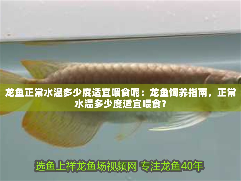 龍魚正常水溫多少度適宜喂食呢：龍魚飼養指南，正常水溫多少度適宜喂食？