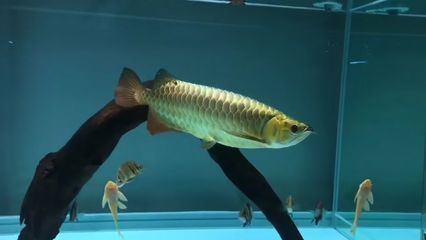 潮汕金龍魚是什么魚做的（在潮汕地區(qū)所指的“金龍魚”實際上是指大黃魚的一種）