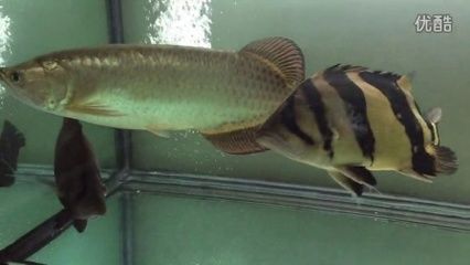 印尼虎魚苗混養水質管理：印尼虎魚混養的水質管理
