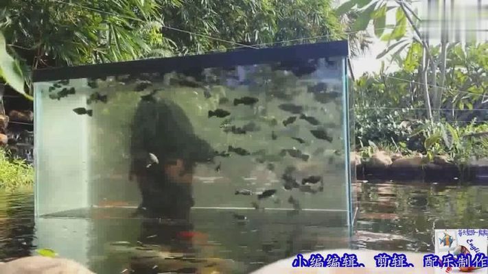 負(fù)壓魚缸怎么喂食，如何自制負(fù)壓魚缸投食器