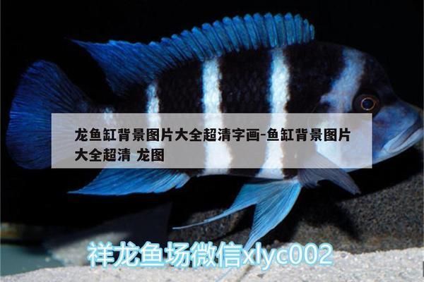 龍魚缸背景圖黑色：如何選擇適合龍魚的背景色，龍魚缸黑色背景的優缺點