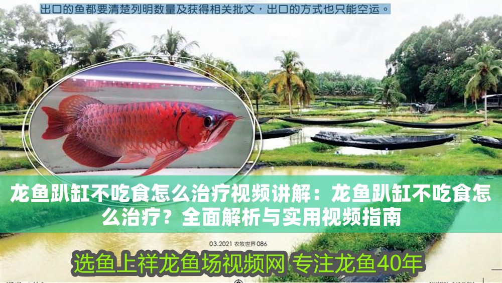 龍魚趴缸不吃食怎么治療視頻講解：龍魚趴缸不吃食怎么治療？全面解析與實(shí)用視頻指南