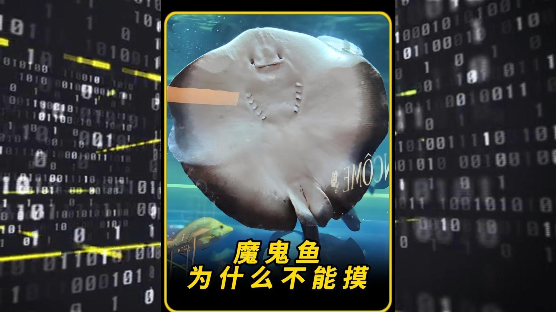 魔鬼魚為什么不能捕