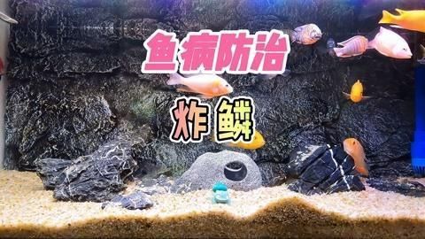 如何判斷魚是否患有炸鱗病？