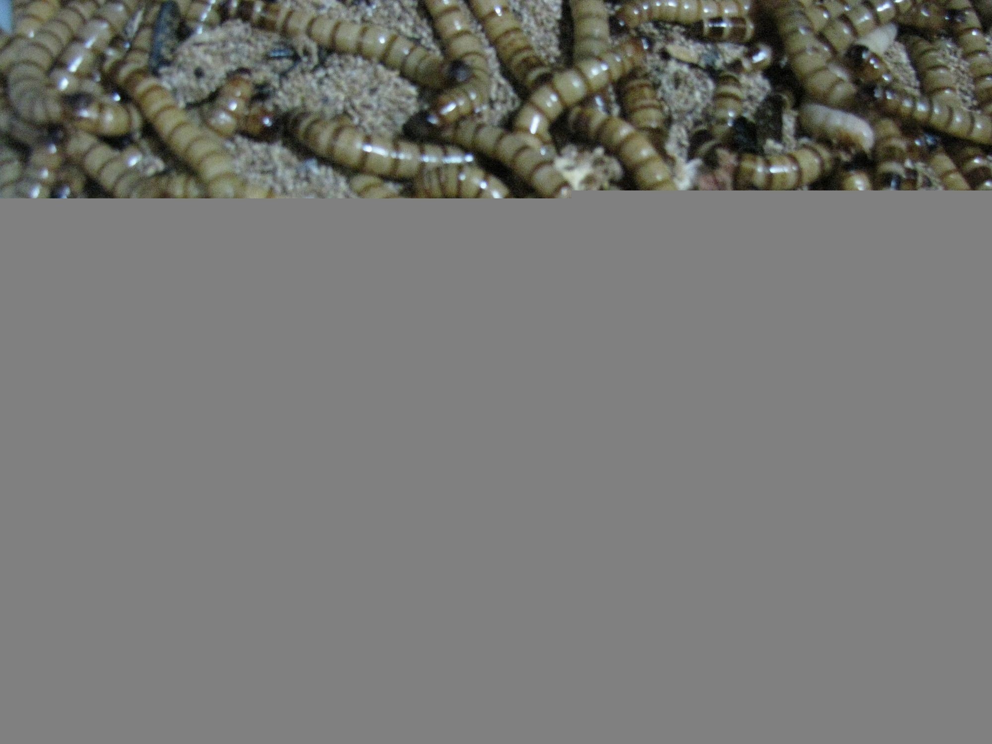 長期喂食龍魚大麥蟲有哪些危害？：喂食龍魚大麥蟲存在的危害主要包括以下幾個方面
