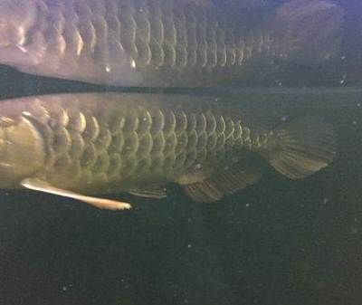 金龍魚成色：關于金龍魚成色的一些詳細信息