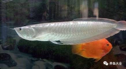 20cm的銀龍魚一天吃多少（20厘米的銀龍魚一天吃多少小魚怎么喂食最好）